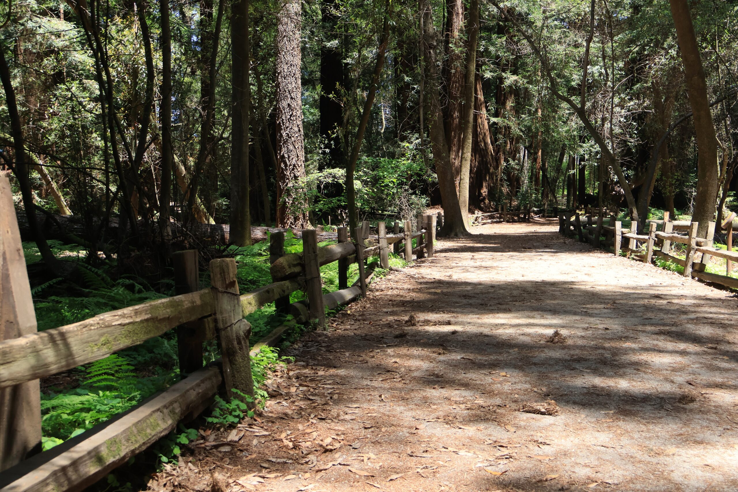 Embrace Nature Without Purpose: A Simple Invitation