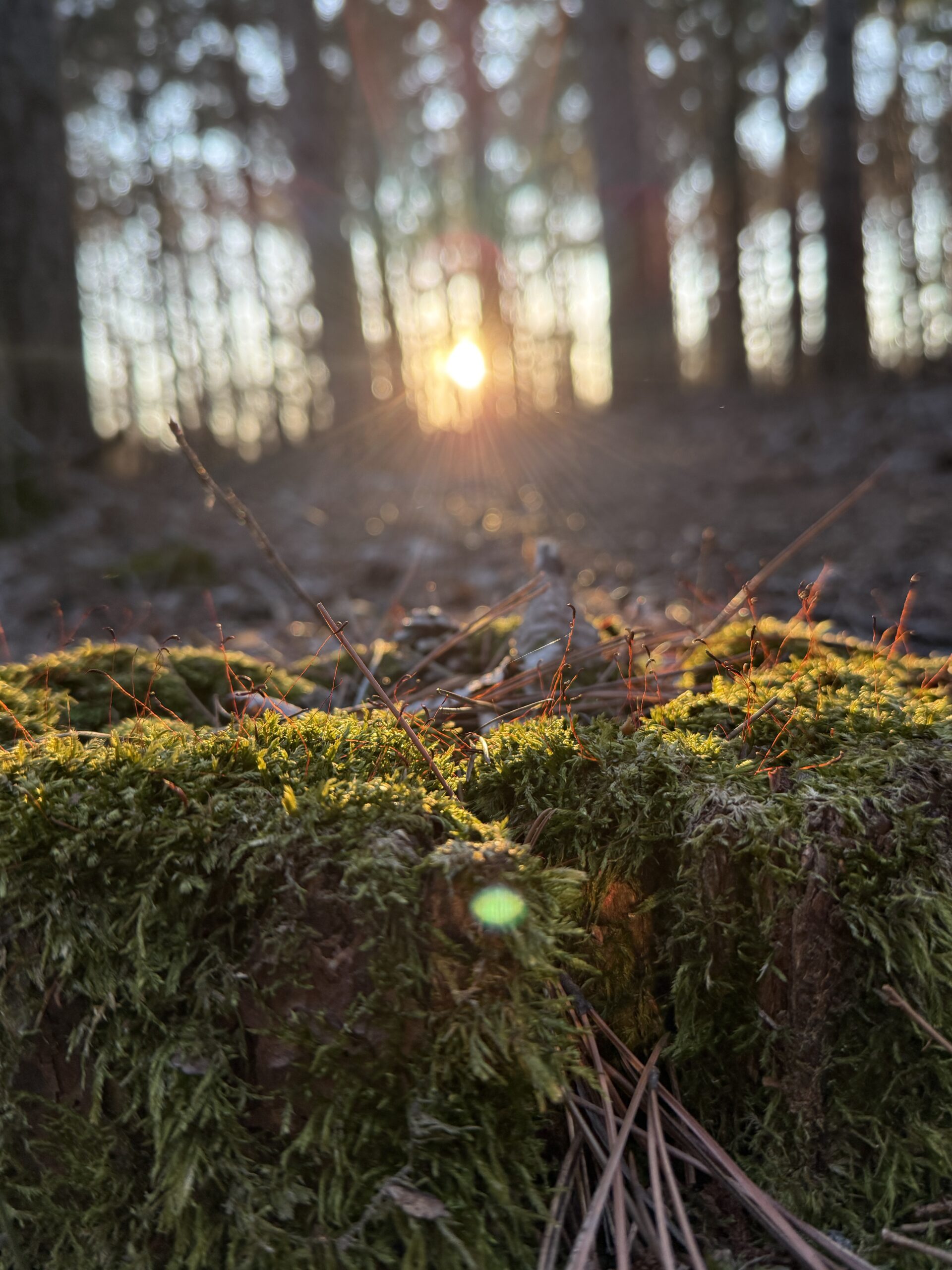 Bright Green Moss on Stump